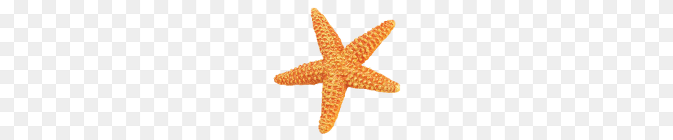 Download Starfish Photo And Clipart Freepngimg, Animal, Invertebrate, Sea Life, Fish Free Transparent Png