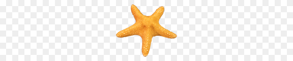 Download Starfish Photo And Clipart Freepngimg, Animal, Sea Life, Invertebrate, Fish Free Png