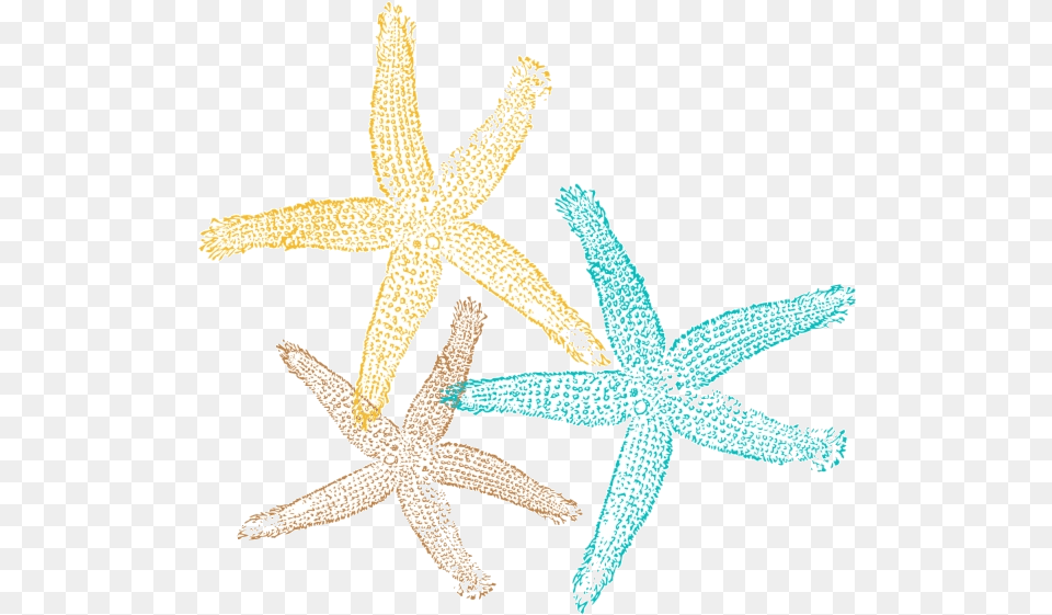 Starfish Sea Star Pic Clipart No Background Starfish, Animal, Sea Life, Invertebrate Free Png Download