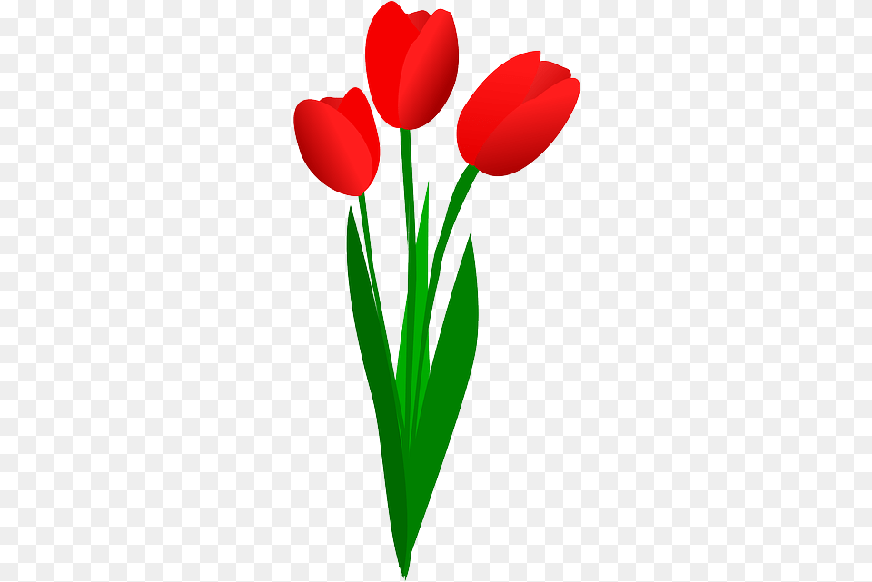 Stem Clipart Bunga Tulip Flowers Clip Art Full Clipart Tulip, Flower, Plant, Petal Free Png Download