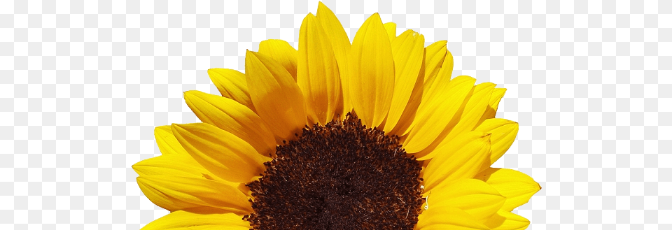 Download Stoney Bologna Clear Background Sunflower Sunflower, Daisy, Flower, Plant, Petal Free Transparent Png