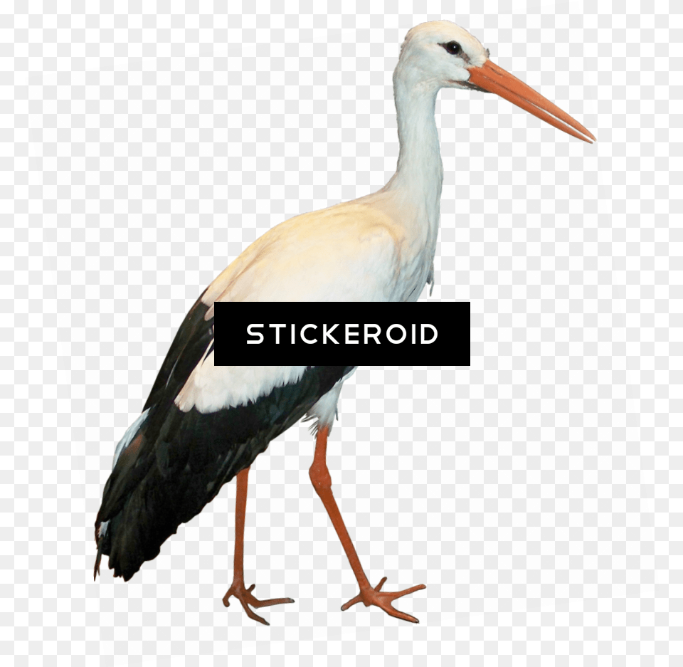 Download Stork Animals White Stork Image With No White Stork, Animal, Bird, Waterfowl, Crane Bird Free Transparent Png