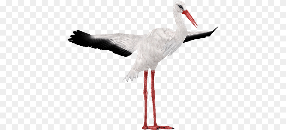 Stork White Stork, Animal, Bird, Waterfowl, Crane Bird Free Png Download