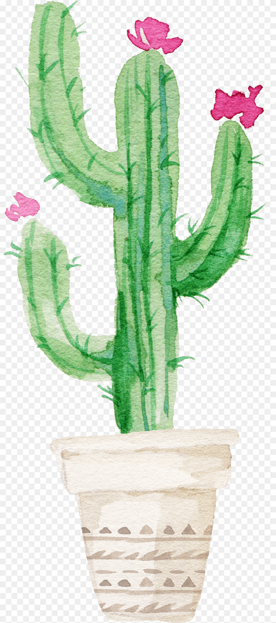 Download Succulent Plant Watercolor Painting Watercolor Cactus With Flower Drawing Free Png