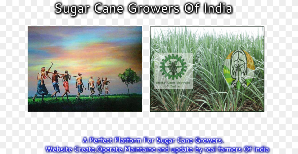 Sugarcane Image With No Sweet Grass, Plant, Vegetation, Person, People Free Png Download