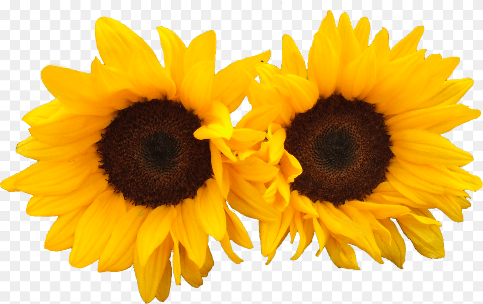 Sun Flowers Image For Beight Flowers Transparent, Flower, Plant, Sunflower Free Png Download
