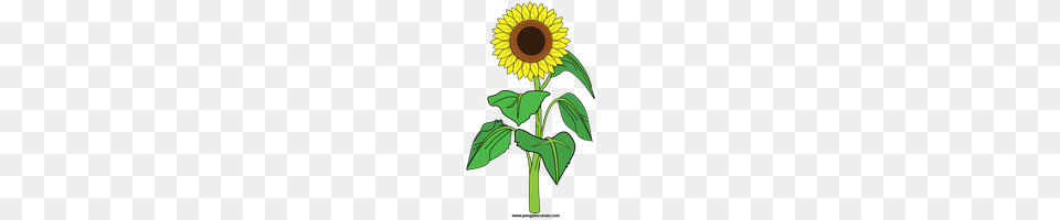 Download Sunflower Category Clipart And Icons Freepngclipart, Flower, Plant, Person Free Png