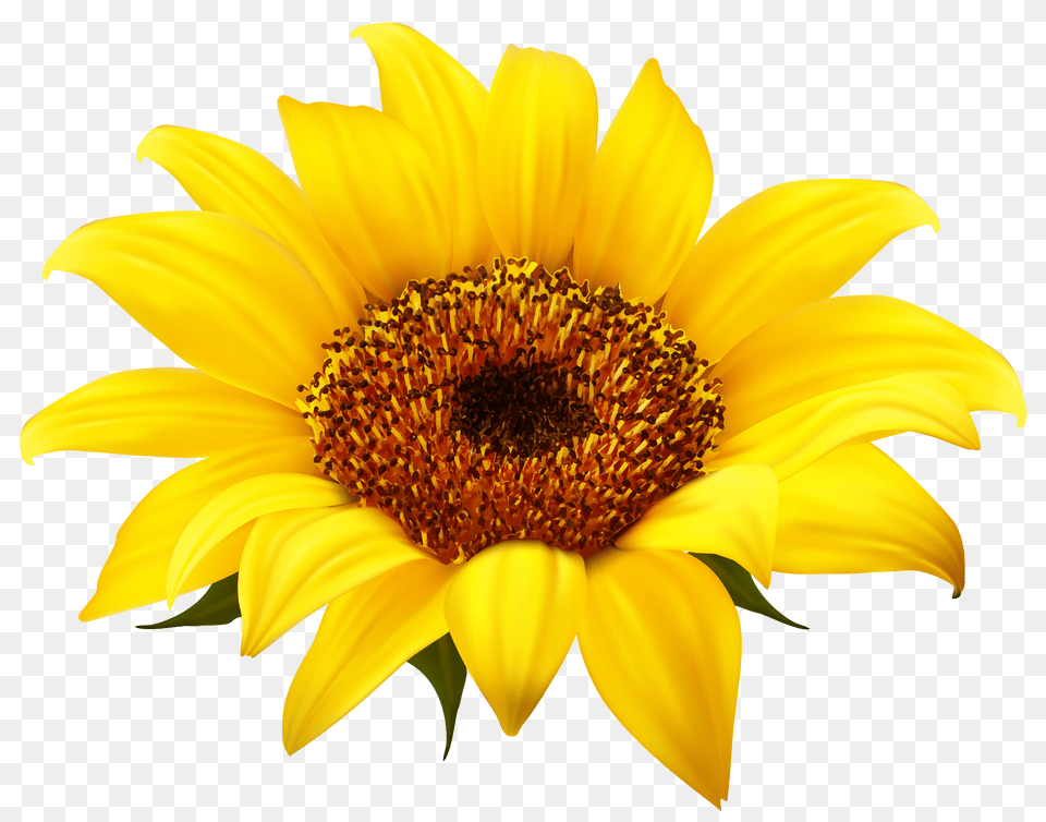 Sunflower Clipart Sunflower, Flower, Plant, Daisy, Pollen Free Png Download