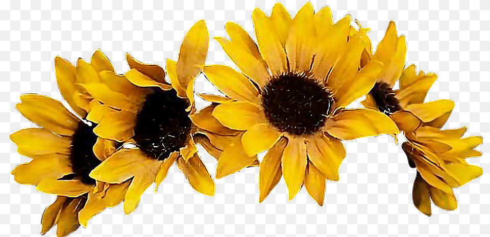 Download Sunflower Flowercrown Coronadeflores Flowers Transparent Background Flower Crown, Petal, Plant, Daisy Png Image