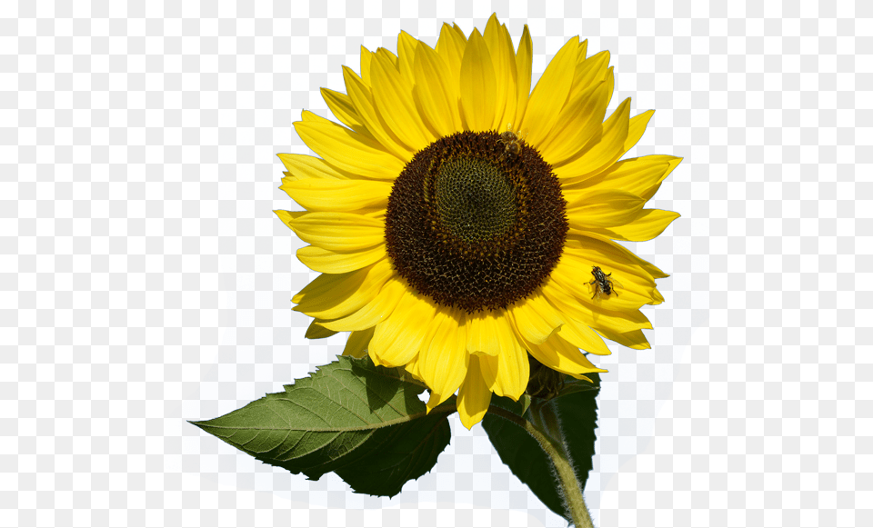 Download Sunflower Image For Sunflower Card, Flower, Plant, Animal, Bee Png