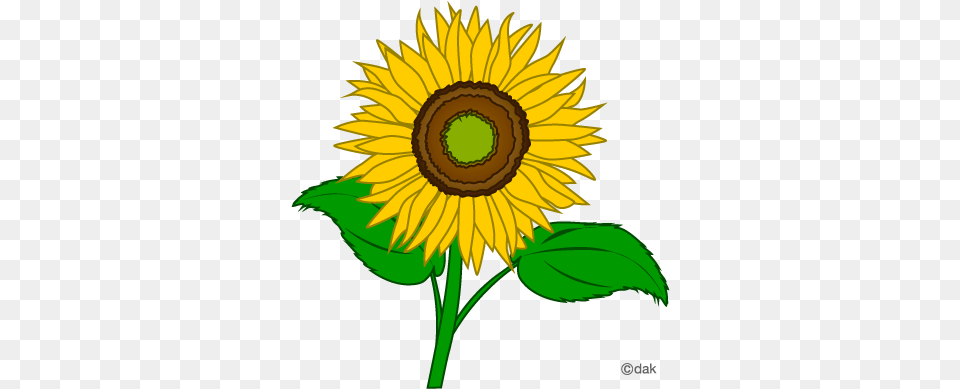 Sunflower Microsoft Image Clipart Sunflower Clipart, Flower, Plant Free Png Download