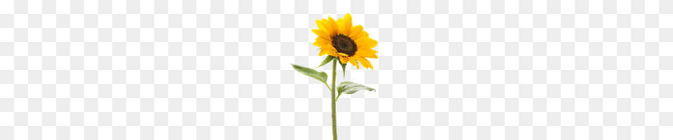 Sunflower Photo Images And Clipart Freepngimg, Flower, Plant, Cross, Symbol Free Png Download