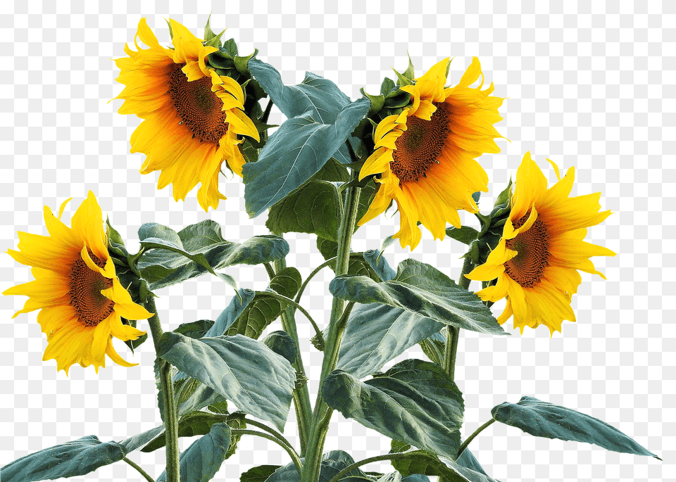 Download Sunflower Summer Sun Plant Sunflower Plant Sunflower Plant, Flower Png Image