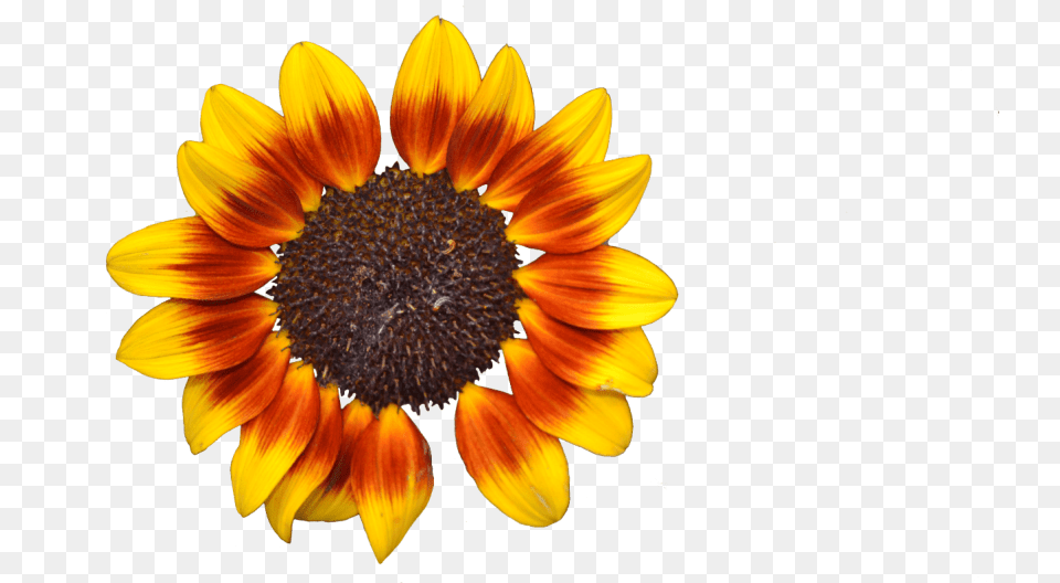 Download Sunflower Tumblr Images Background Flor Girasol, Flower, Plant, Petal, Daisy Png