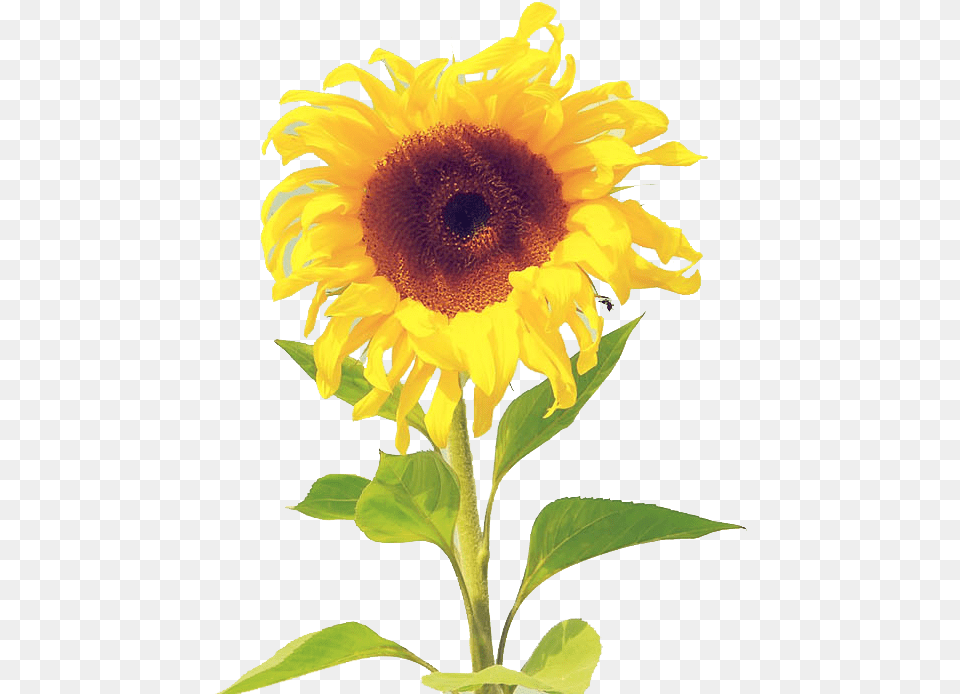 Download Sunflower Wallpaper Watercolor Iphone Sunflower Wallpaper Iphone, Flower, Plant Png Image