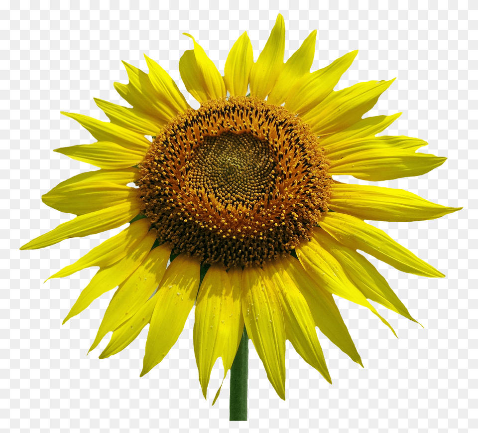 Download Sunflower Watercolor Jpg Common Sunflower Sunflower Vector, Flower, Plant Png
