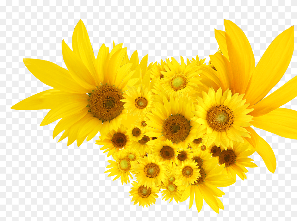 Download Sunflowers Common Sunflower Clip Art Common Sunflowers Clipart, Flower, Plant, Daisy Png Image