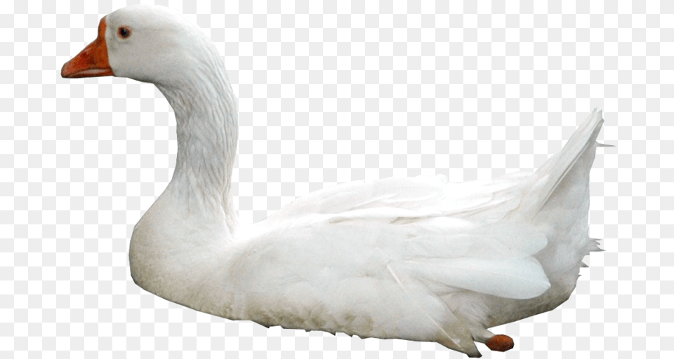Download Swan Photos Ducks In Water, Animal, Bird, Goose, Waterfowl Free Transparent Png