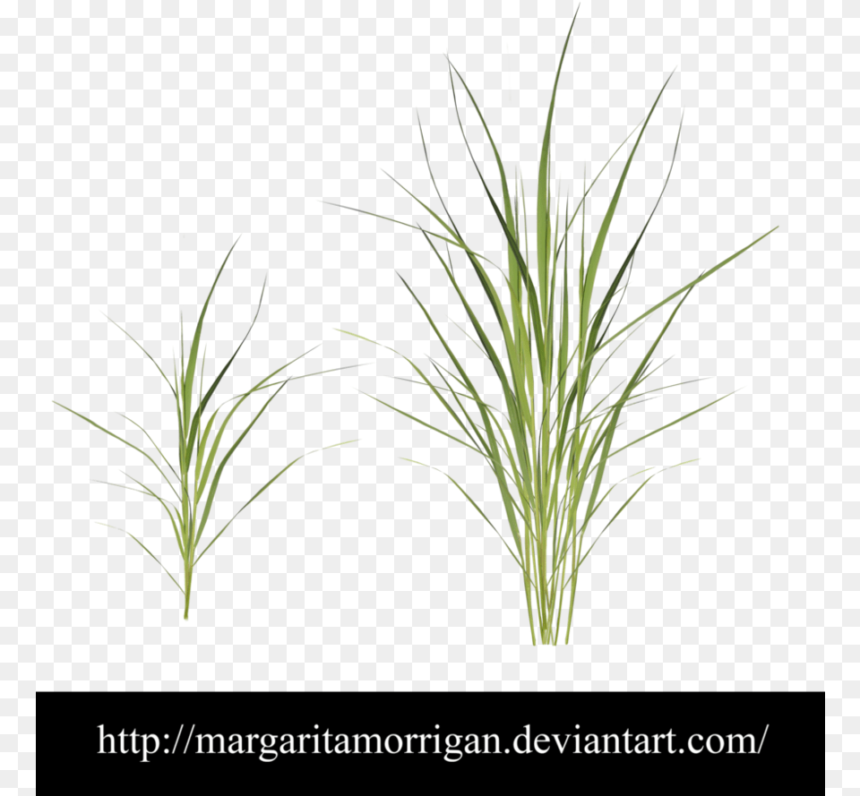 Download Sweet Grass, Agropyron, Plant, Vegetation, Aquatic Png Image