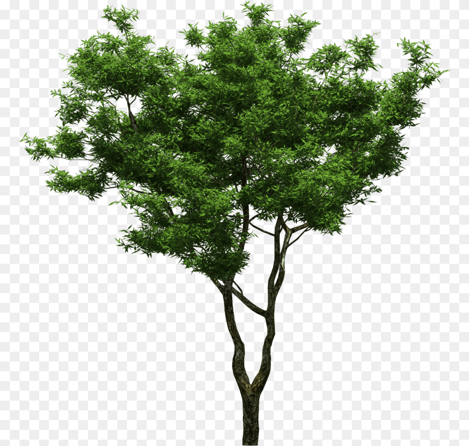 Download Sweet Osmanthus, Plant, Tree, Tree Trunk, Oak Png Image