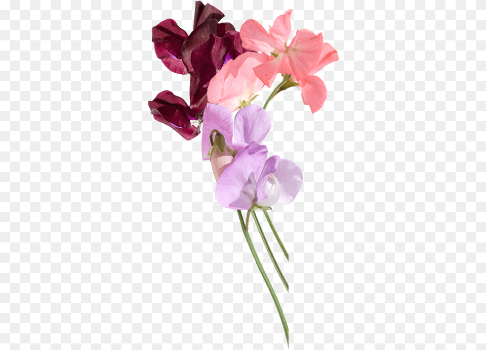 Download Sweet Pea Flowers Delivered By Post Sweet Pea Sweet Pea And Vanilla, Flower, Geranium, Petal, Plant Png