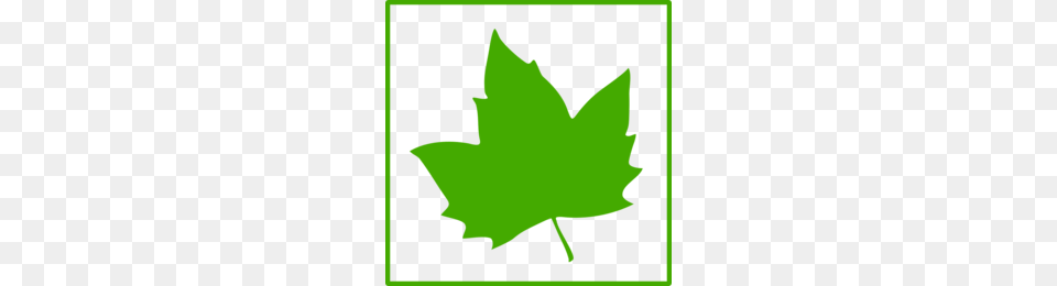 Download Sycamore Leaf Clipart Sycamore Maple Maple Leaf, Plant, Maple Leaf, Tree, Person Png Image
