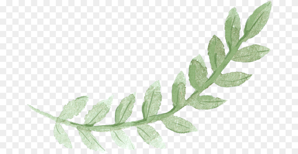 Download Sydney Leaves Watercolor Green Pancake Brunch Green Leaf Watercolor, Grass, Herbal, Herbs, Plant Png Image