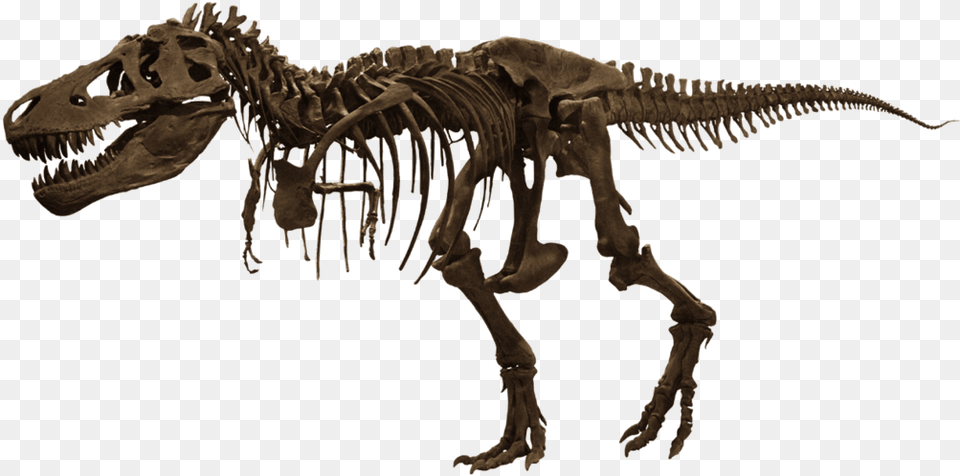 Download T Rex Skeleton, Animal, Dinosaur, Reptile, T-rex Free Png