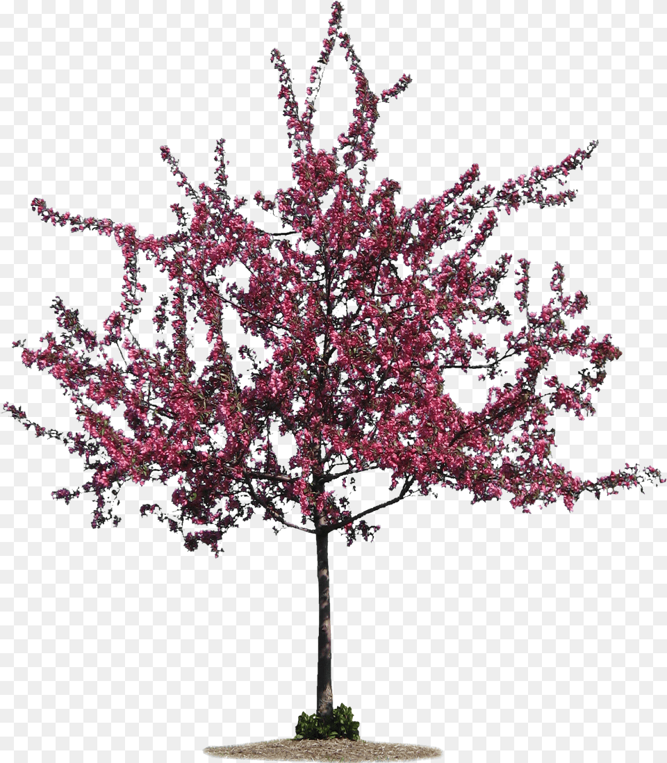 Download Tall Pine Tree With No Background Tree Silhouette Transparent, Flower, Plant, Cherry Blossom Png Image
