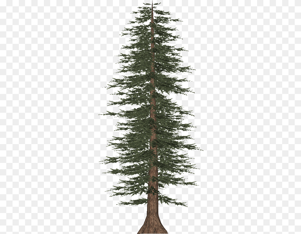 Tall Pine Tree White Pine, Fir, Plant, Conifer Free Png Download