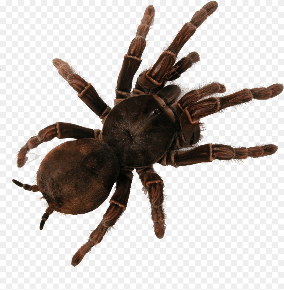 Tarantula Image With No Bird Eating Spider Australia, Animal, Invertebrate, Insect Free Png Download