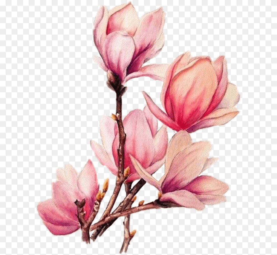 Download Tattoo Flower Branches Magnolia Watercolour Watercolor Magnolia Flower, Petal, Plant, Rose Png Image