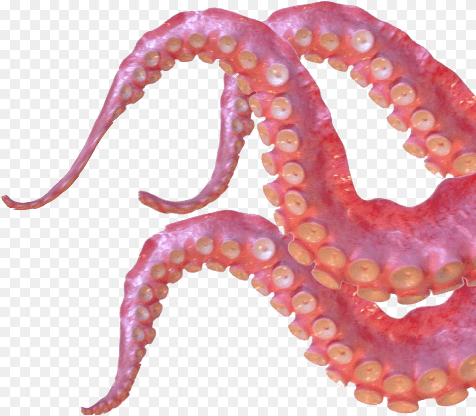 Download Tentacles Sticker Clipart Octopus Tentacles, Plant, Animal, Invertebrate, Sea Life Png Image