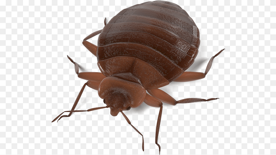 Download Termite Background For Designing Clip Art Realistic Bug, Animal, Insect, Invertebrate Png