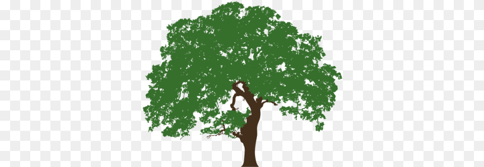 Texas Live Oak Illustration Oak Tree Clip Art, Plant, Sycamore, Green, Vegetation Free Png Download