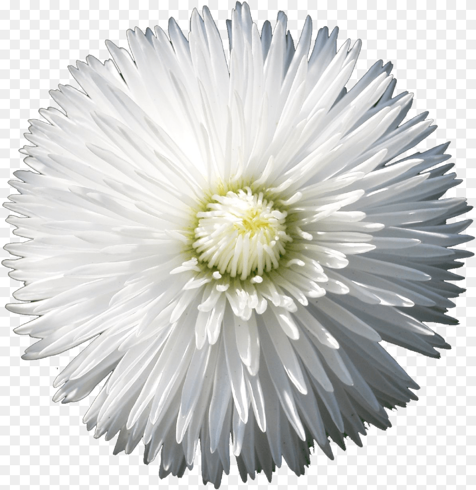 Download The Gallery For U003e Flower Tumblr Flower With Lovely, Dahlia, Daisy, Petal, Plant Png