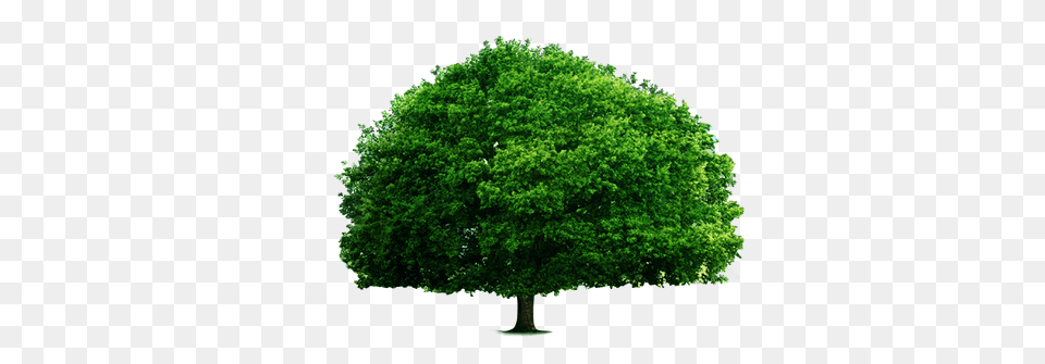 Download The Green Big Tree Big Tree, Oak, Plant, Sycamore, Maple Free Png