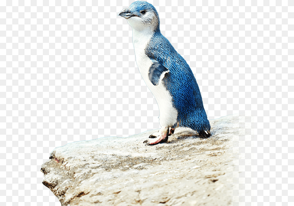 Download The Penguin Parade App For Ios And Android Hanzawa Naoki, Animal, Bird Free Transparent Png