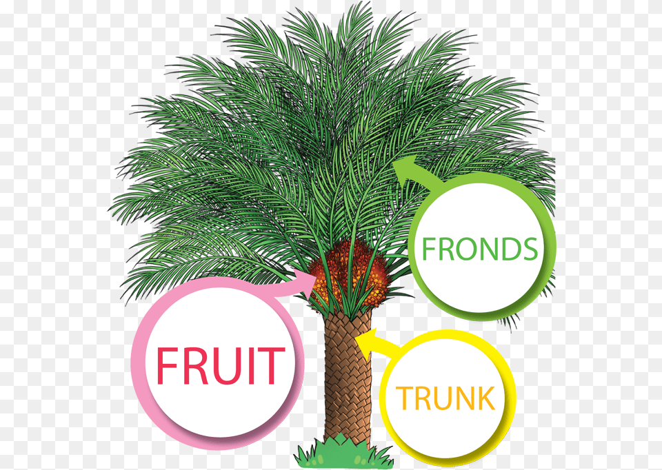 Download The Productive Oil Palm Palm Oil Tree Single Oil Palm Tree, Palm Tree, Plant, Vegetation Png Image