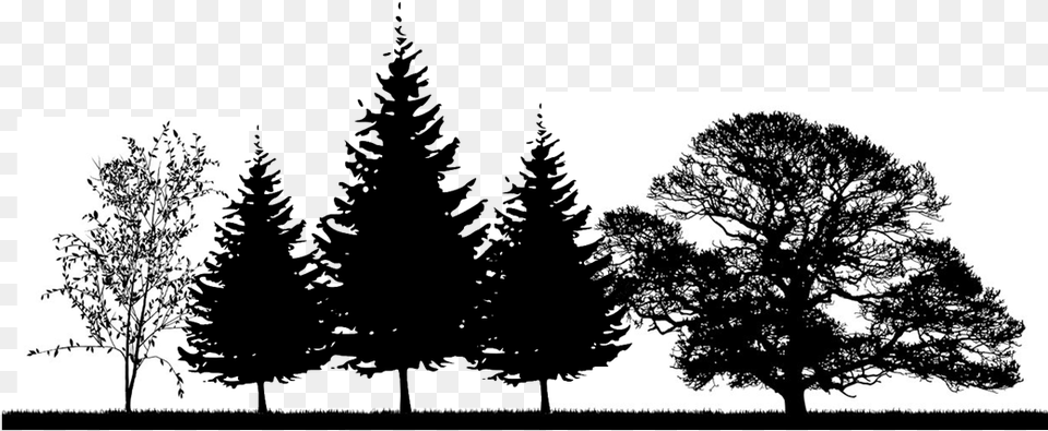 The Right Tree In Winter Tree Silhouette No Background, Fir, Pine, Plant, Conifer Free Png Download