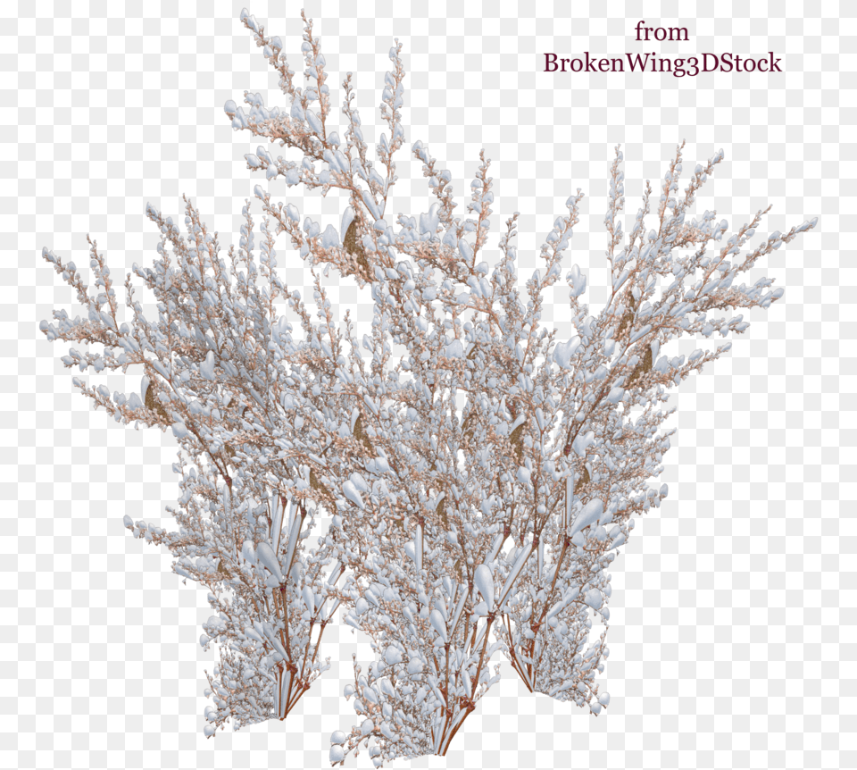 Download The Snow Winter Bush, Ice, Nature, Outdoors, Plant Free Transparent Png