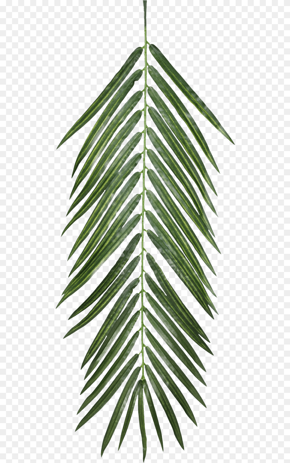 Download The Texture Of Foliage Palm Leaf Texture Drawing Of Palm Trees Aesthetic, Plant, Tree, Palm Tree, Fern Free Png