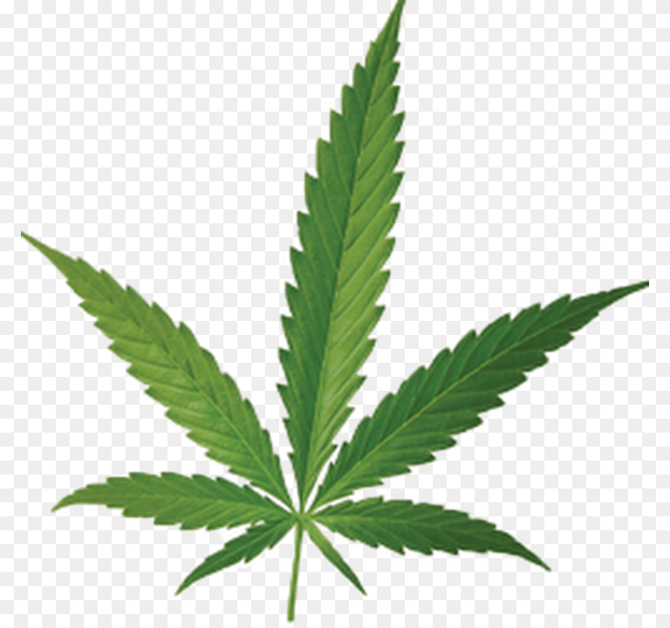 The Weed Flask, Leaf, Plant, Hemp Free Png Download
