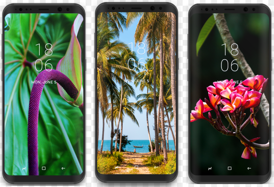 Download These Three Tropical Plants Wallpapers For Wallpaper, Electronics, Mobile Phone, Phone, Summer Png