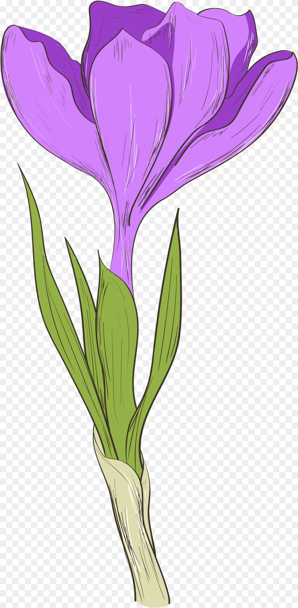 Download This Graphics Is Hand Painted A Purple Flower Iris Flower Cartoon, Petal, Plant, Crocus Png