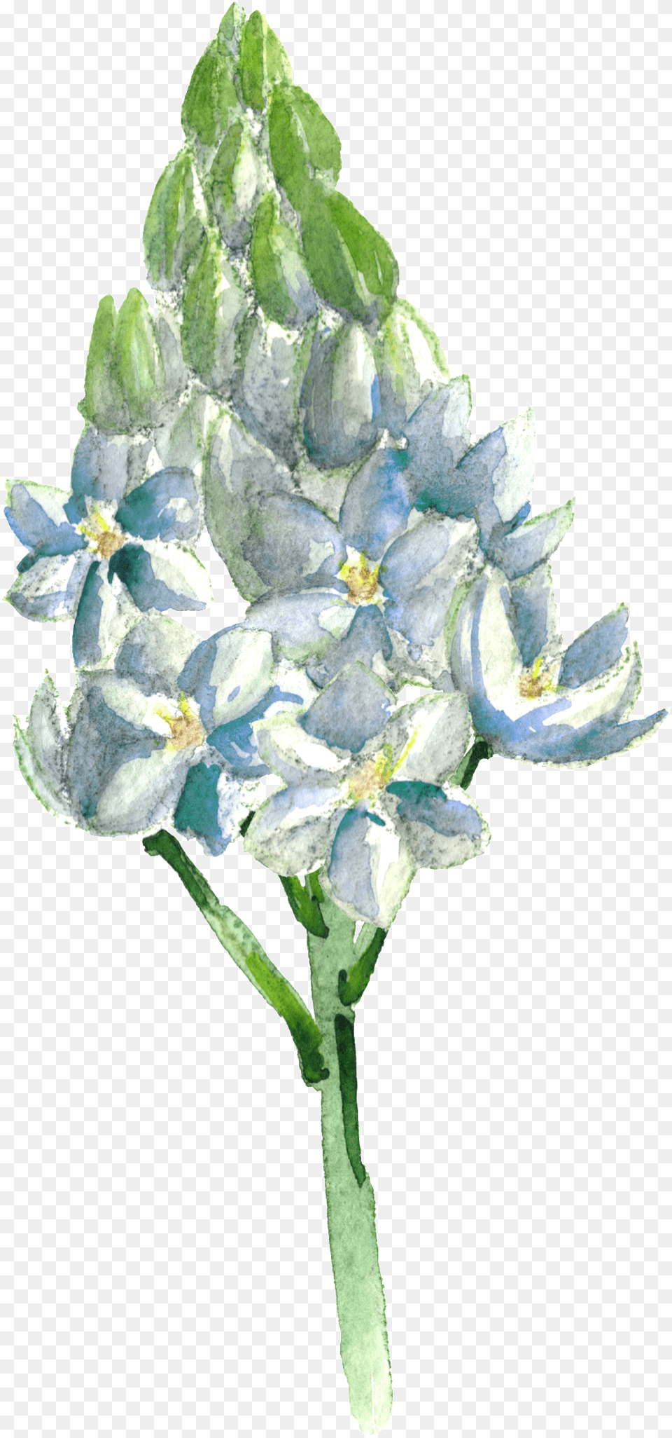 Download This Graphics Is Hand Painted Blue Flowers Alpine, Flower, Petal, Plant, Ice Free Transparent Png