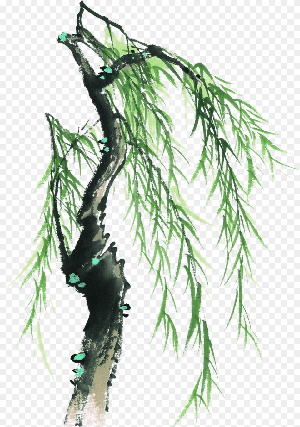 Download This Graphics Is Painted Willow Tree Element Design, Plant, Leaf Png