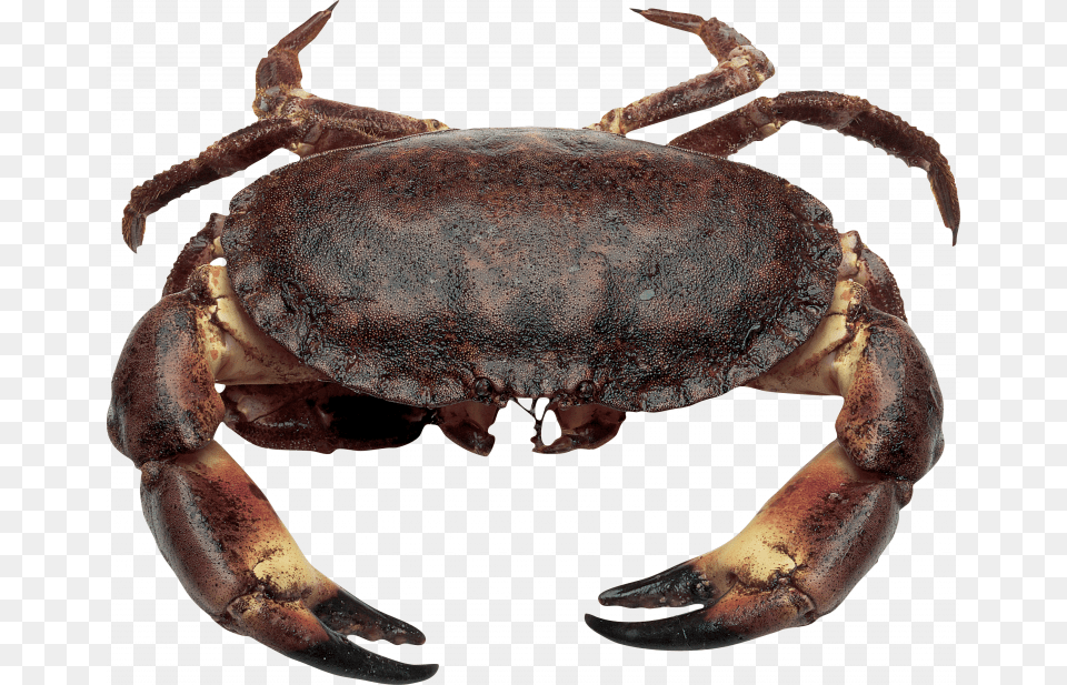 This High Resolution Crab High Quality France Crab, Animal, Food, Invertebrate, Sea Life Free Png Download