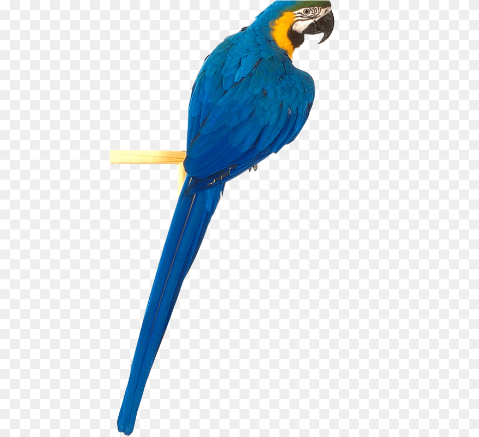 Download This High Resolution Parrot Clipart Blue Parrot, Animal, Bird, Macaw Free Png