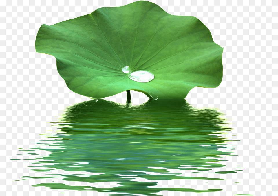 Download This Product Design Is Lotus Leaf Water Wave Lotus Leaf On Water, Green, Plant, Nature, Outdoors Png